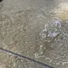 this concrete paver patio was sealed with HR total Finish Matt and the image shows the beading effect from the sealer and protection for the patio from dirt and grime. https://hardfloorrestoration.co.uk/product/hr-total-finish-matt/